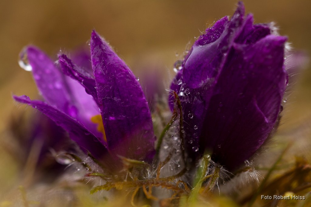 2011-03-47 Kuechenschellen_1954_RH.jpg